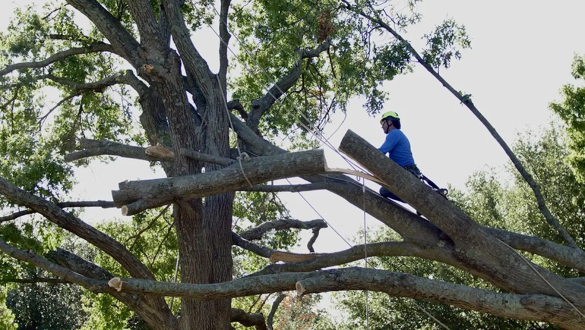 Professional Crown Thinning performed by certified arborists in Moretown