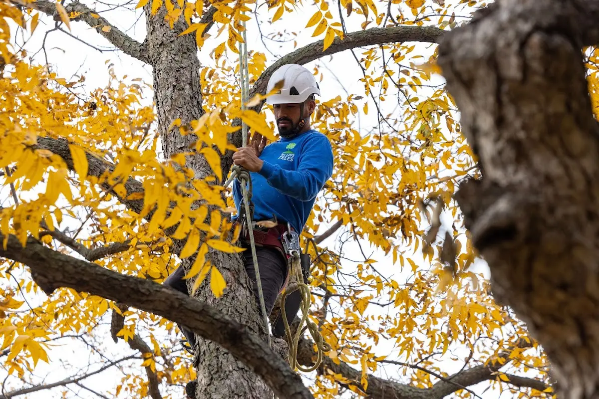 Skilled Tree Planting crew working in Moretown